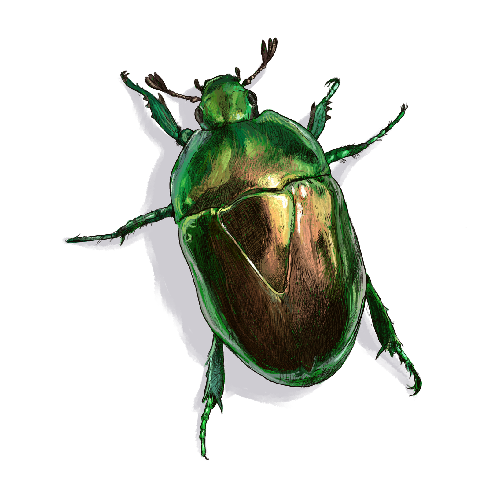 Insectos