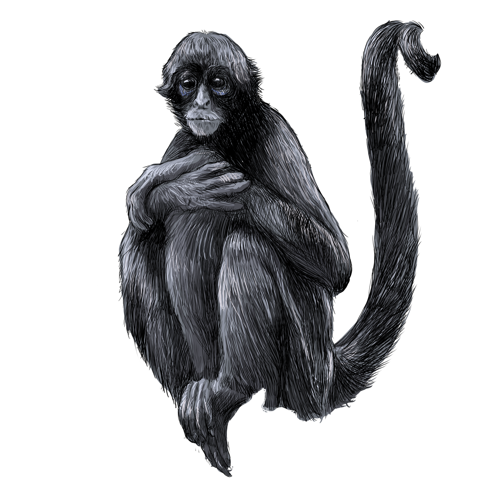 Primates